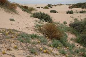 Petites citrouilles au milieu des dunes